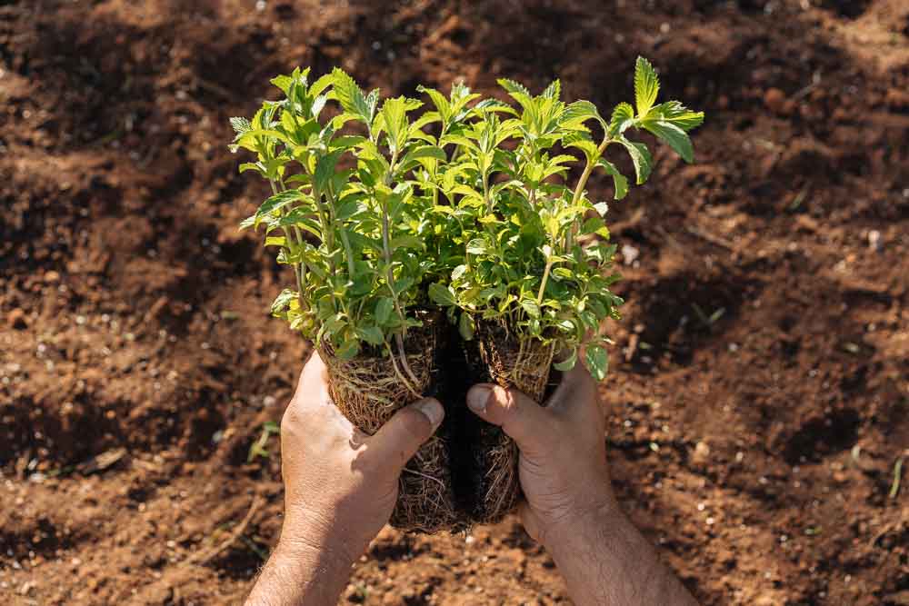 mistikakipou-menta-pollaplasiasmos