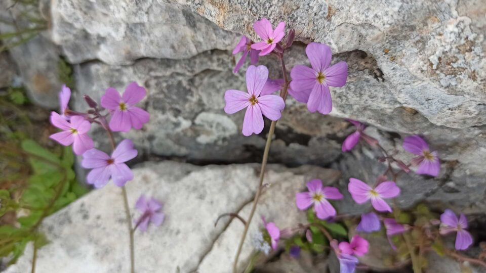 shutterstock_1821709835-960x540