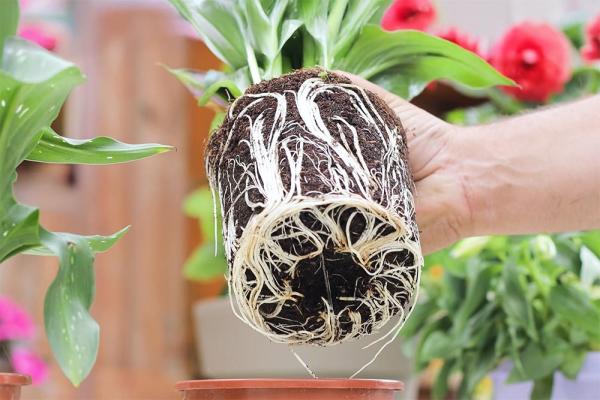 mistikakipou-metafitefsi-pollaplasiasmos